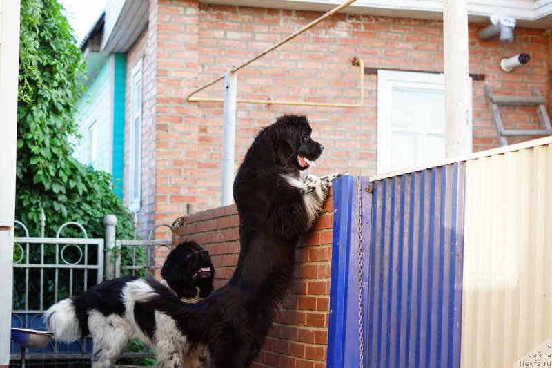Фото: [d13395]и, ньюфаундленд Everiya ot Sibirskogo Medvedya (Еверия от Сибирского Медведя)