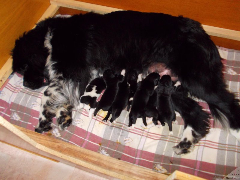 Фото: ньюфаундленд Everiya ot Sibirskogo Medvedya (Еверия от Сибирского Медведя)