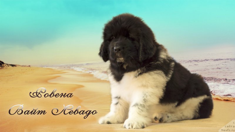 Фото: ньюфаундленд Rovena Vayt Levado (Ровена Вайт Левадо)