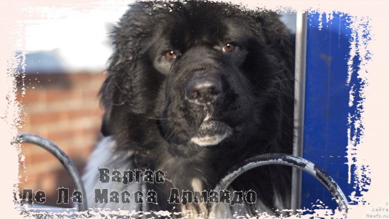 Фото: ньюфаундленд Vargas de la Massa Armando (Варгас Де Ла Масса Армандо)
