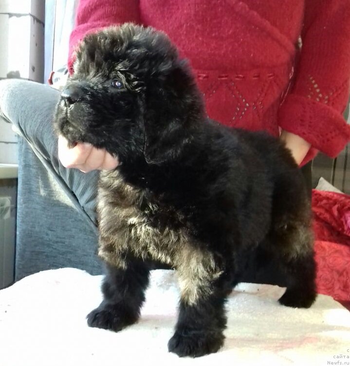 Фотография № 220015