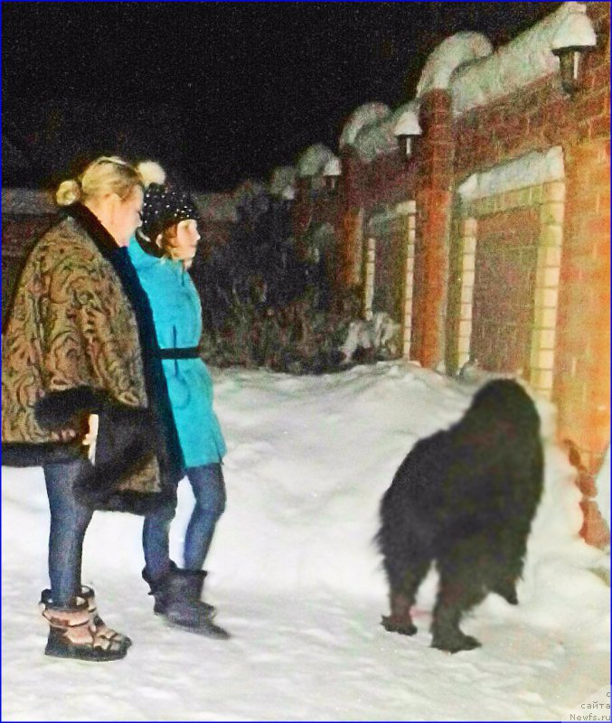 Фото: ньюфаундленд Akvatoriya Kelvin CHerchill' (Акватория Келвин Черчилль)