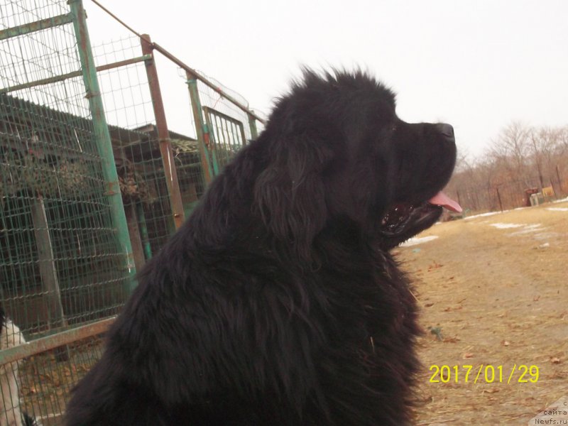 Фото: ньюфаундленд Super Premium Mikado (Супер Премиум Микадо)