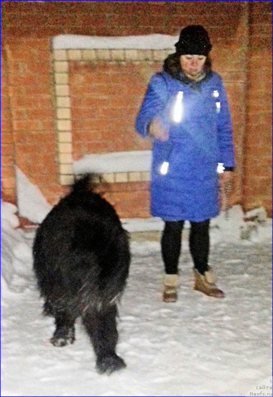 Фото: ньюфаундленд Akvatoriya Kelvin CHerchill' (Акватория Келвин Черчилль)