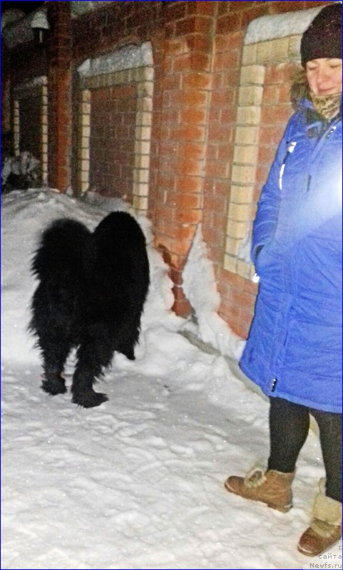 Фото: ньюфаундленд Akvatoriya Kelvin CHerchill' (Акватория Келвин Черчилль)