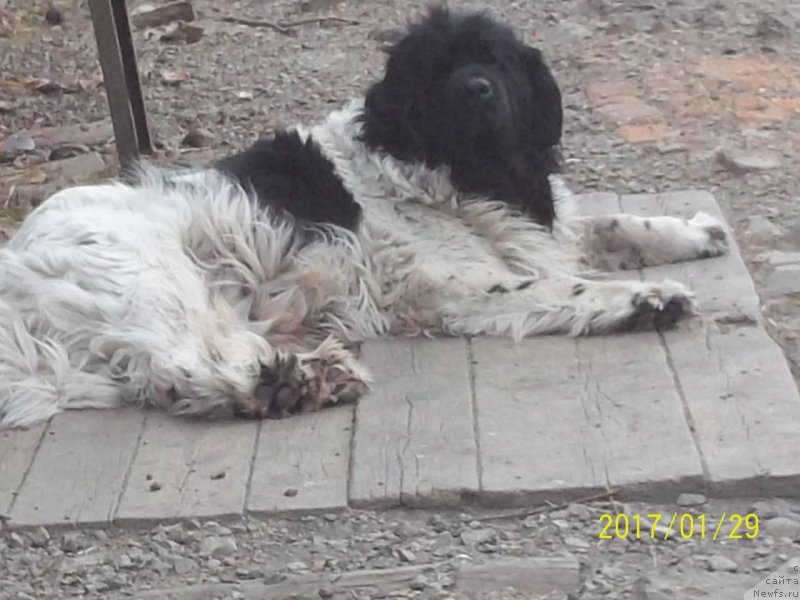 Фото: ньюфаундленд Super Premium Litoniel Vallaninor (Супер Премиум Литониэль Валланинор)