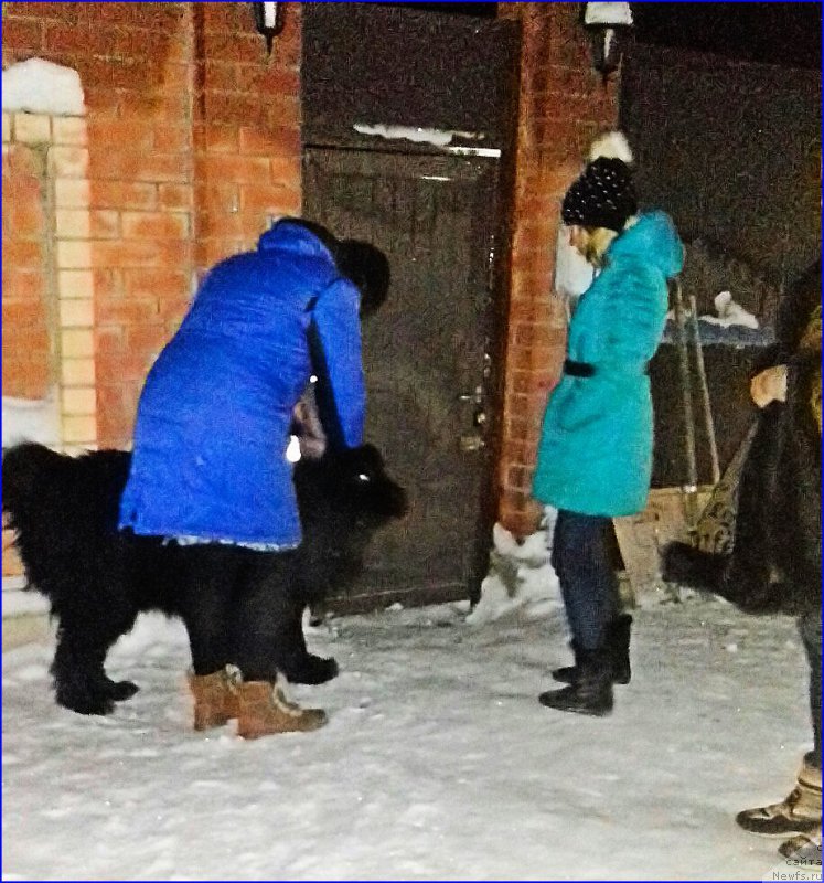 Фото: ньюфаундленд Akvatoriya Kelvin CHerchill' (Акватория Келвин Черчилль)