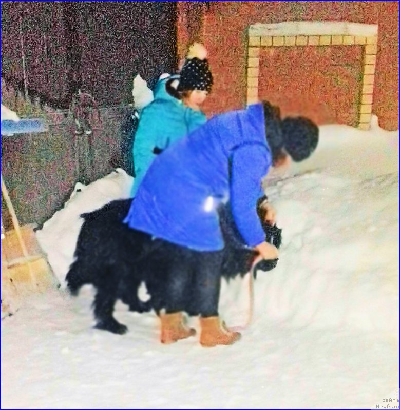 Фото: ньюфаундленд Akvatoriya Kelvin CHerchill' (Акватория Келвин Черчилль)