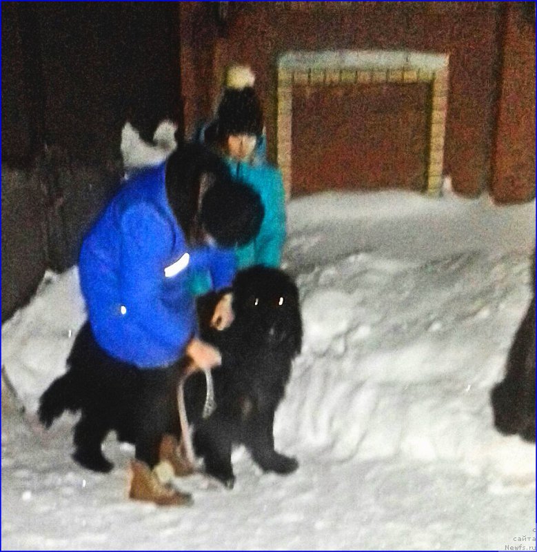 Фото: ньюфаундленд Akvatoriya Kelvin CHerchill' (Акватория Келвин Черчилль)