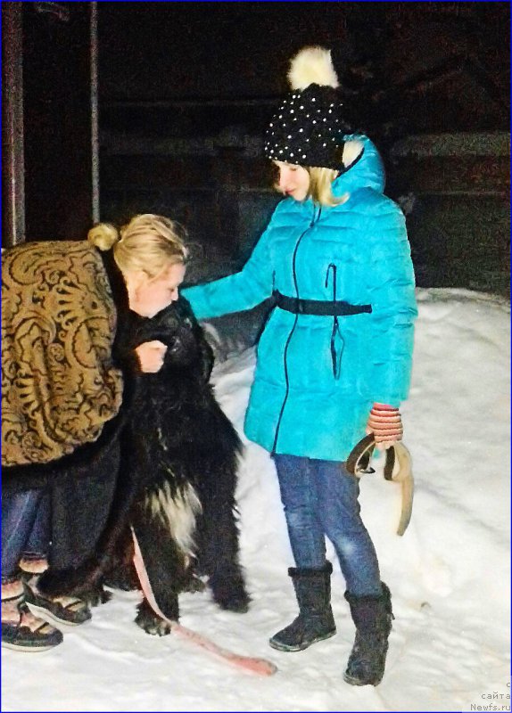 Фото: ньюфаундленд Akvatoriya Kelvin CHerchill' (Акватория Келвин Черчилль)