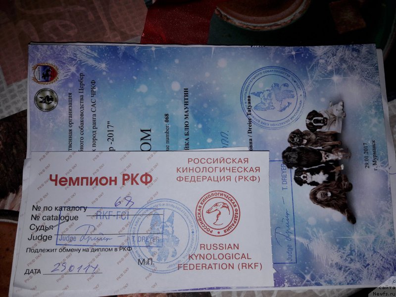 Фото: ньюфаундленд Belkonder-Club Jamaica Blue Mountin (Белкондер-Клаб Ямайка Блю Маунтин)