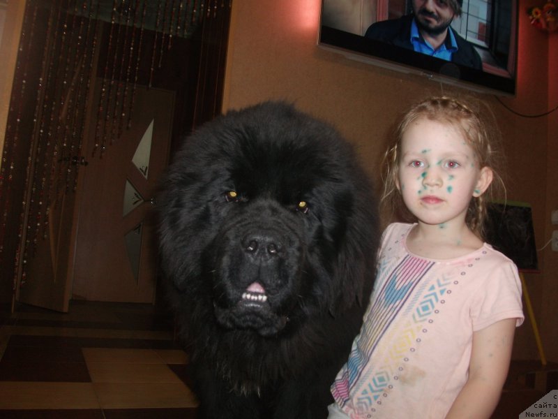 Фото: ньюфаундленд Krepkiy Oreshek ot Sibirskogo Medvedja (Крепкий Орешек от Сибирского Медведя)