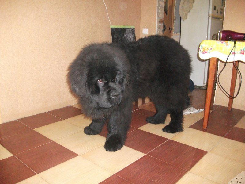 Фото: ньюфаундленд Krepkiy Oreshek ot Sibirskogo Medvedja (Крепкий Орешек от Сибирского Медведя)