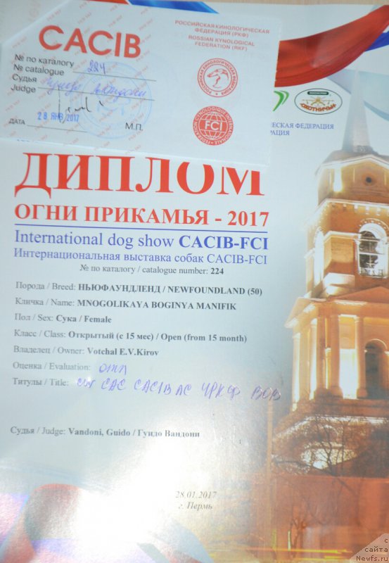 Фото: ньюфаундленд Mnogolikaya Boginya Manifik (Многоликая Богиня Манифик)