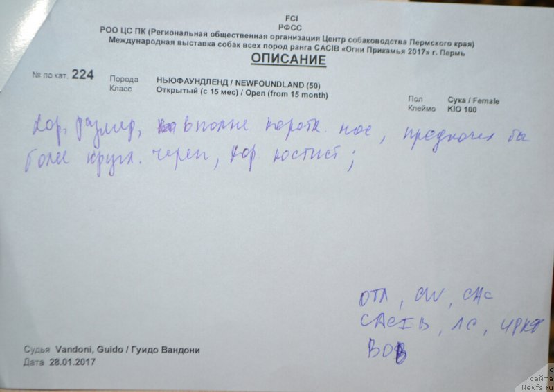 Фото: ньюфаундленд Mnogolikaya Boginya Manifik (Многоликая Богиня Манифик)