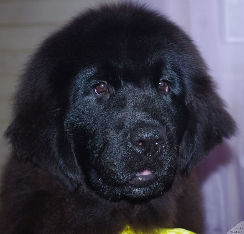 Фото: ньюфаундленд May Frend N'yufi Lalik Ametist (Май Френд Ньюфи Лалик Аметист)