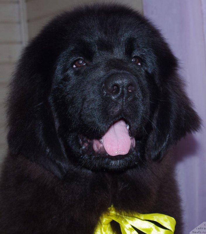 Фото: ньюфаундленд May Frend N'yufi Lalik Ametist (Май Френд Ньюфи Лалик Аметист)