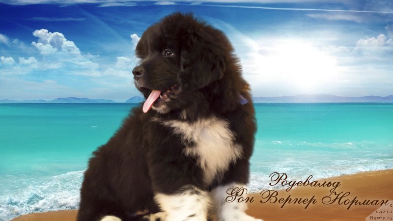 Фото: ньюфаундленд Rodeval'd fon Verner Norman (Родевальд фон Вернер Норман)