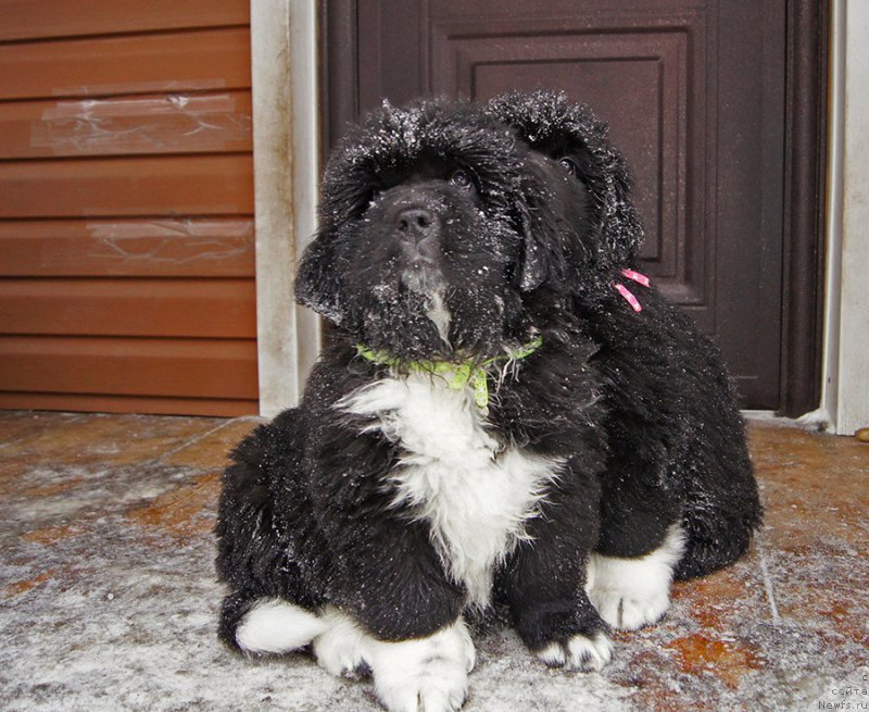 Фотография № 220076