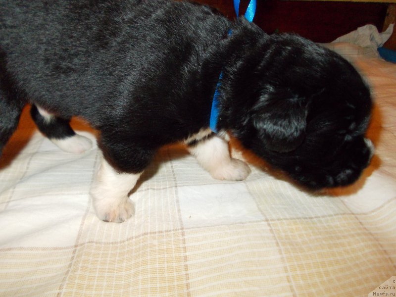 Фото: ньюфаундленд Rodeval'd fon Verner Norman (Родевальд фон Вернер Норман)