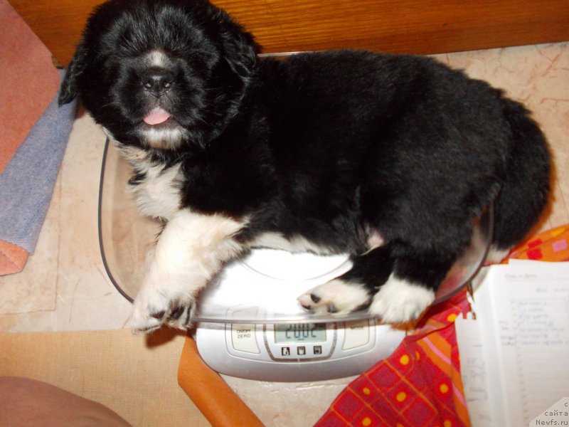 Фото: ньюфаундленд Rodeval'd fon Verner Norman (Родевальд фон Вернер Норман)