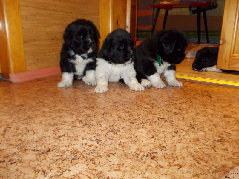 Фото: ньюфаундленд Rodeval'd fon Verner Norman (Родевальд фон Вернер Норман)