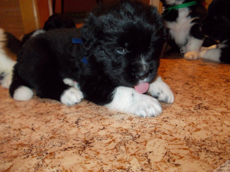 Фото: ньюфаундленд Rodeval'd fon Verner Norman (Родевальд фон Вернер Норман)