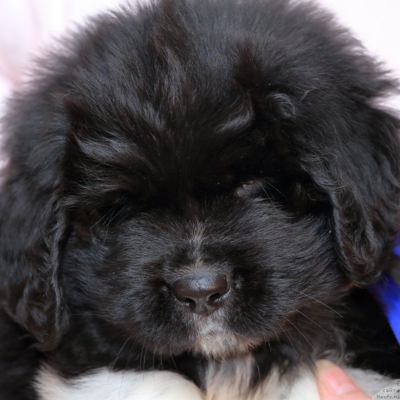 Фото: ньюфаундленд Rodeval'd fon Verner Norman (Родевальд фон Вернер Норман)