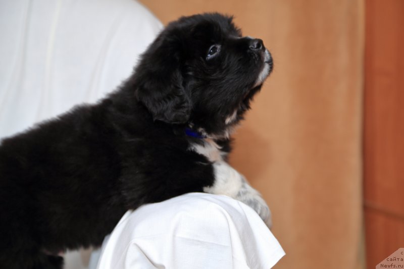 Фото: ньюфаундленд Rodeval'd fon Verner Norman (Родевальд фон Вернер Норман)