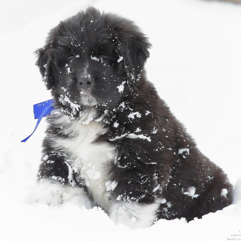 Фото: ньюфаундленд Rodeval'd fon Verner Norman (Родевальд фон Вернер Норман)