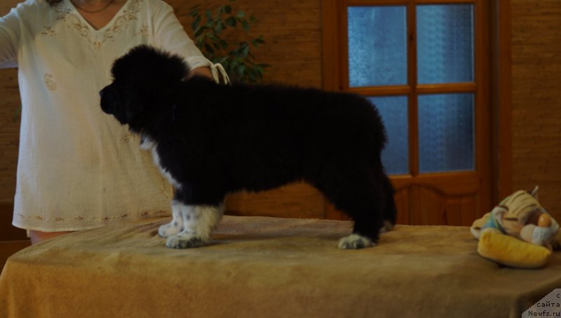 Фото: ньюфаундленд Rodeval'd fon Verner Norman (Родевальд фон Вернер Норман)