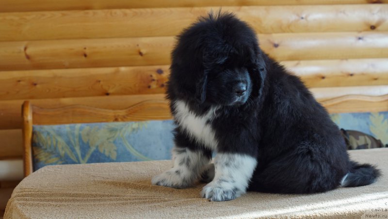 Фото: ньюфаундленд Rodeval'd fon Verner Norman (Родевальд фон Вернер Норман)