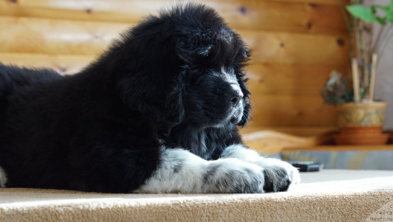 Фото: ньюфаундленд Rodeval'd fon Verner Norman (Родевальд фон Вернер Норман)