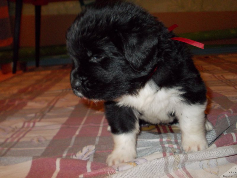 Фото: ньюфаундленд Roberta Laura Verset (Роберта Лаура Версет)