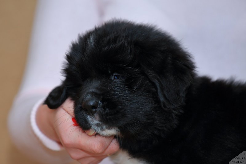 Фото: ньюфаундленд Roberta Laura Verset (Роберта Лаура Версет)