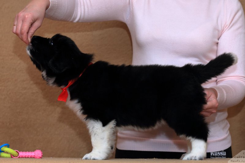 Фото: ньюфаундленд Roberta Laura Verset (Роберта Лаура Версет)