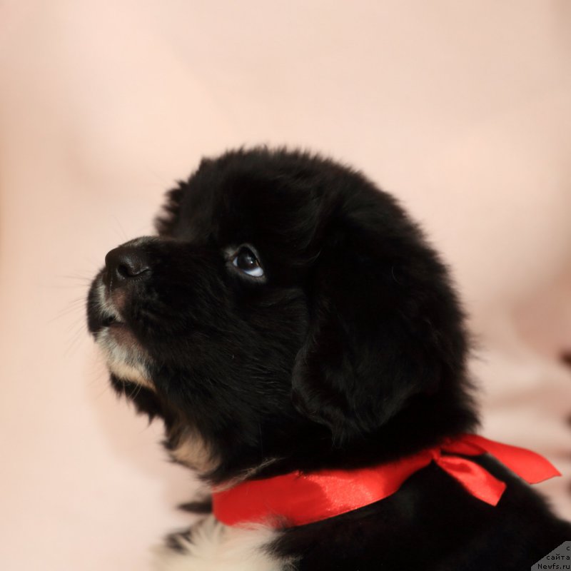 Фото: ньюфаундленд Roberta Laura Verset (Роберта Лаура Версет)