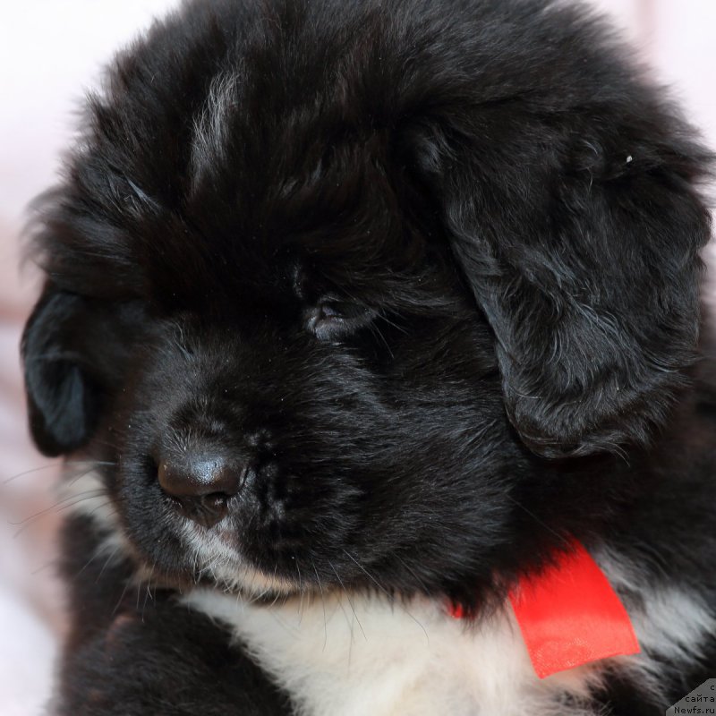 Фото: ньюфаундленд Roberta Laura Verset (Роберта Лаура Версет)