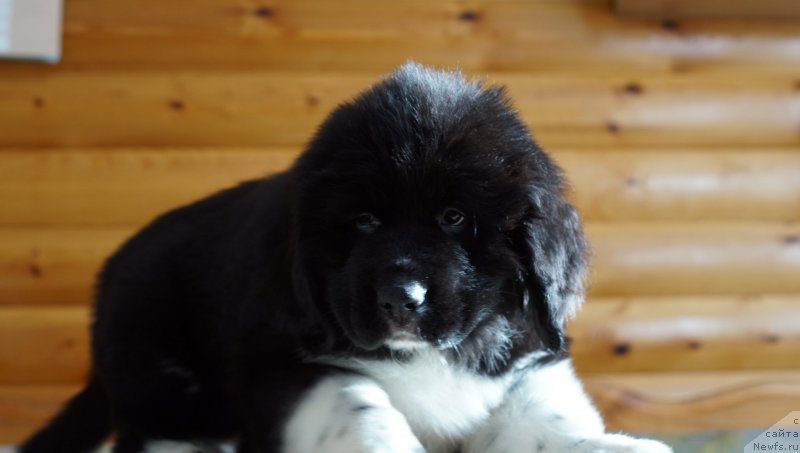 Фото: ньюфаундленд Roberta Laura Verset (Роберта Лаура Версет)