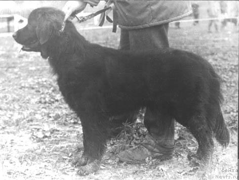 Фото: ньюфаундленд Gyul'nara Mariyel' Tyerra Nova (Гюльнара Мариэль Тэрра Нова)