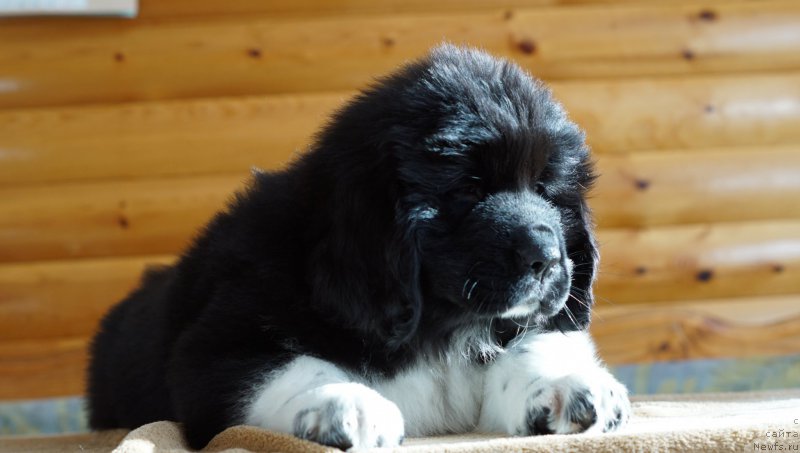 Фото: ньюфаундленд Roberta Laura Verset (Роберта Лаура Версет)