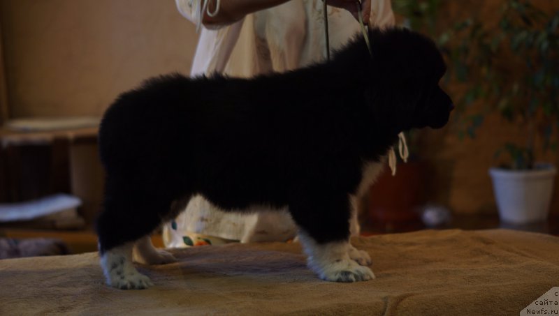 Фото: ньюфаундленд Roberta Laura Verset (Роберта Лаура Версет)