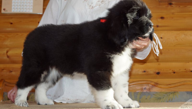 Фото: ньюфаундленд Roberta Laura Verset (Роберта Лаура Версет)