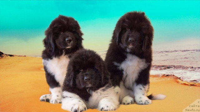 Фото: ньюфаундленд Roberta Laura Verset (Роберта Лаура Версет), ньюфаундленд Rovena Vayt Levado (Ровена Вайт Левадо), ньюфаундленд Rafayella Veyde Lorben (Рафаэлла Вейде Лорбен)