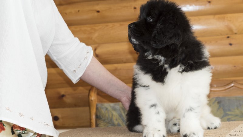 Фото: ньюфаундленд Rovena Vayt Levado (Ровена Вайт Левадо)