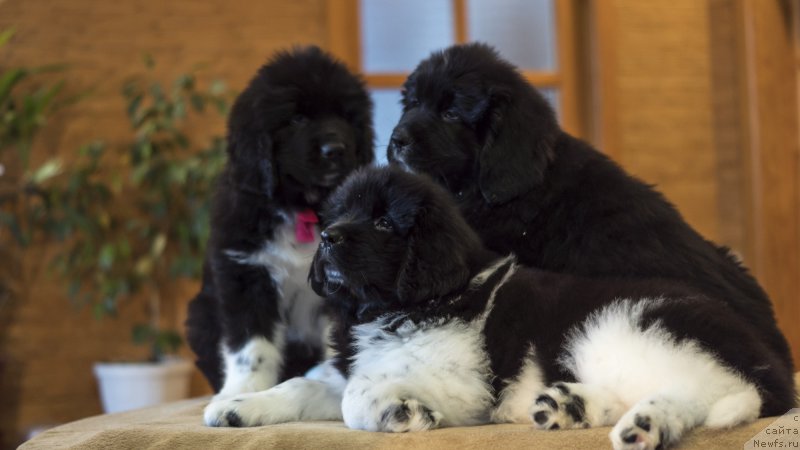 Фото: ньюфаундленд Rovena Vayt Levado (Ровена Вайт Левадо)