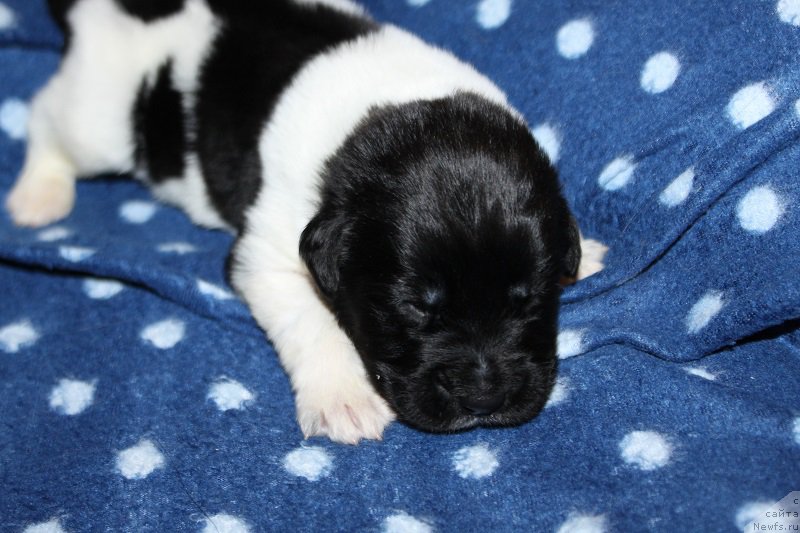 Фотография № 220123