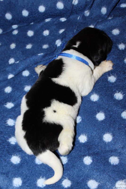 Фото: ньюфаундленд Terra Viktoriya Zart Smart (Терра Виктория Зарт Смарт)