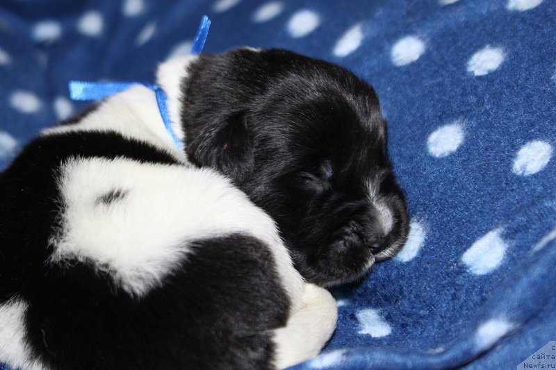 Фото: ньюфаундленд Terra Viktoriya Zart Smart (Терра Виктория Зарт Смарт)