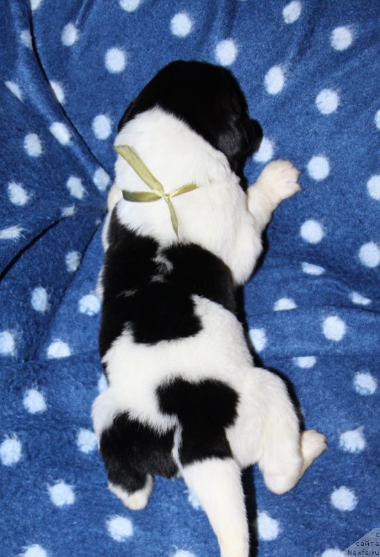 Фотография № 220126